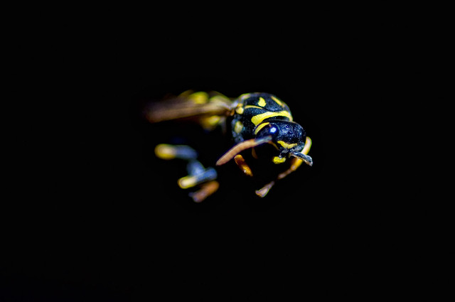 Wasp Portraits