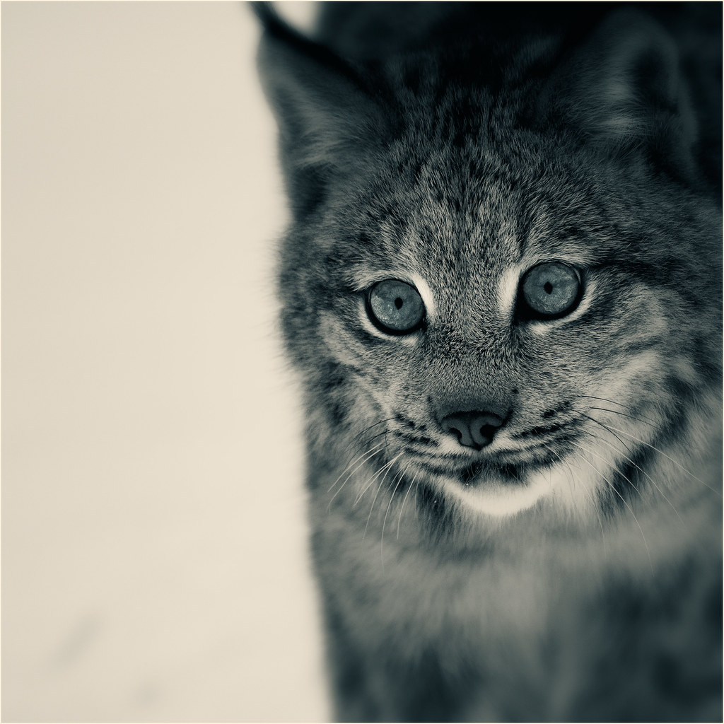Lynx! by Josef...