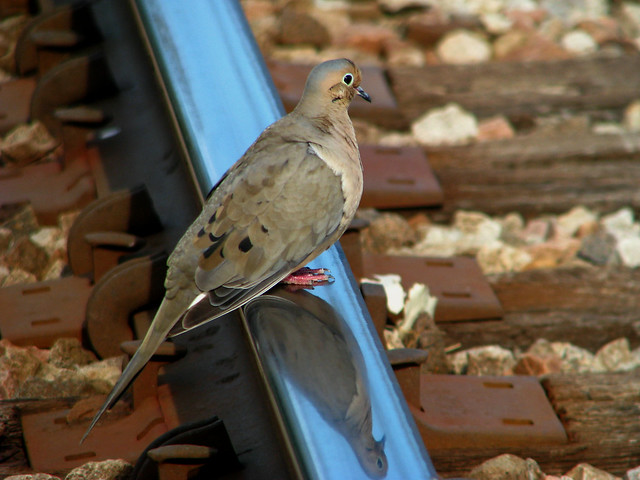 Dead Mourning Dove Walking