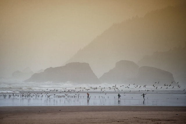 Scattering the Seagulls, Cannon Beach, Oregon