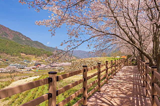 The Wooden path under the Sakura