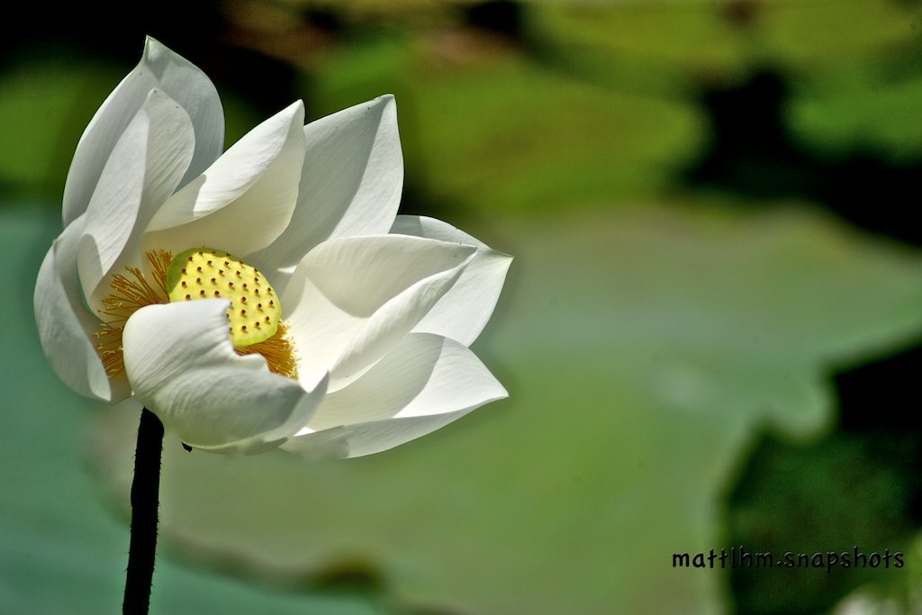 A White Lily Flower | mattlhm | Flickr