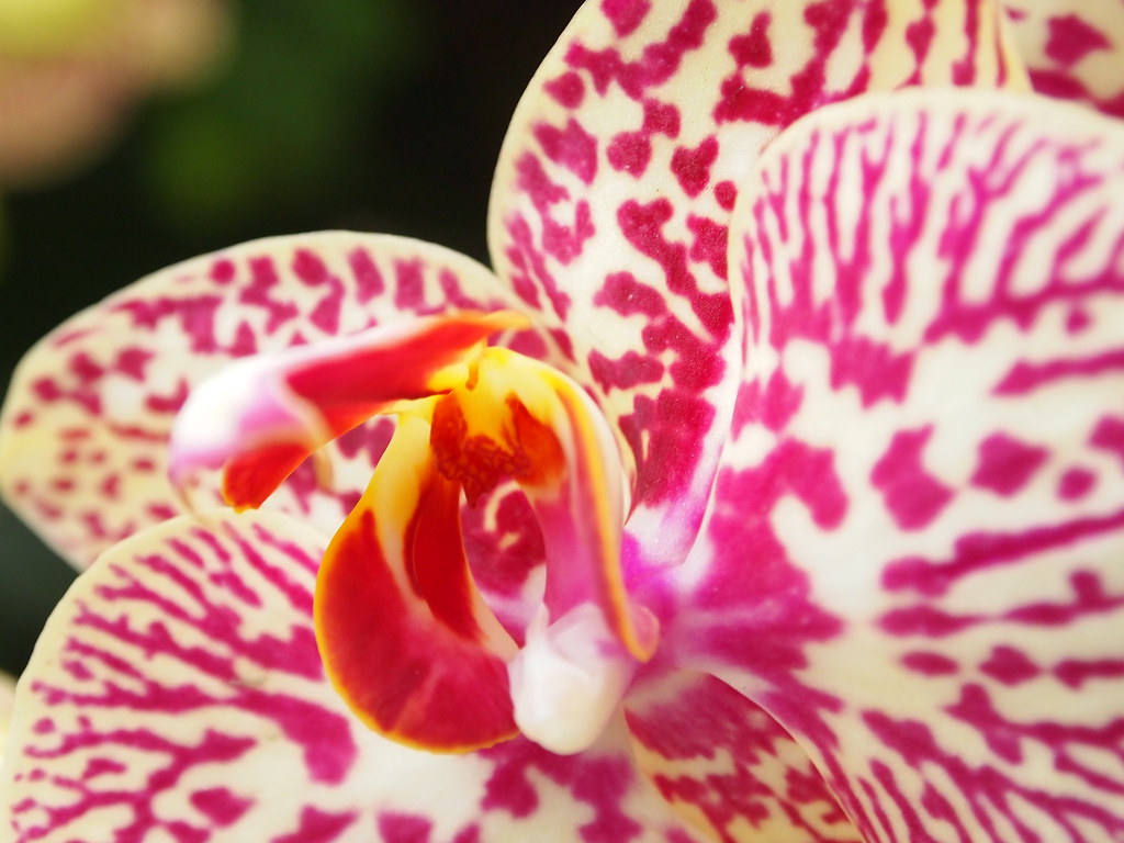 NY Botanical Gardens Orchid Show 7Apr12 | OneMoreSara | Flickr