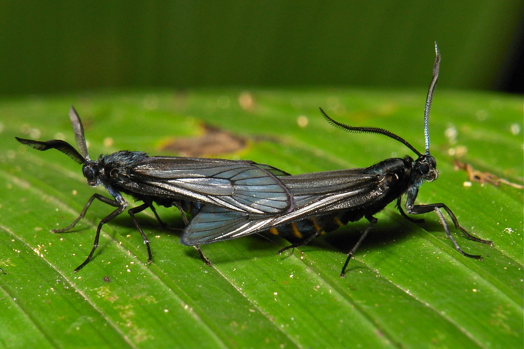 Zygaenid Moths (cf. Illiberis sp., Procridinae, Zygaenidae… | Flickr