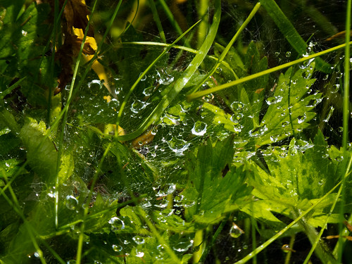 Web catching the rain