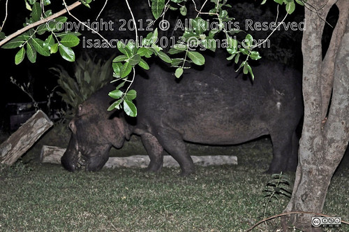 Hippo. Africa, Zambia at Maramba River Lodge. Hippo feeding from grass. 2011. by Isaac Wells, Hippopotamuses love water, which is why the Greeks named them the "river horse." Hippos sp