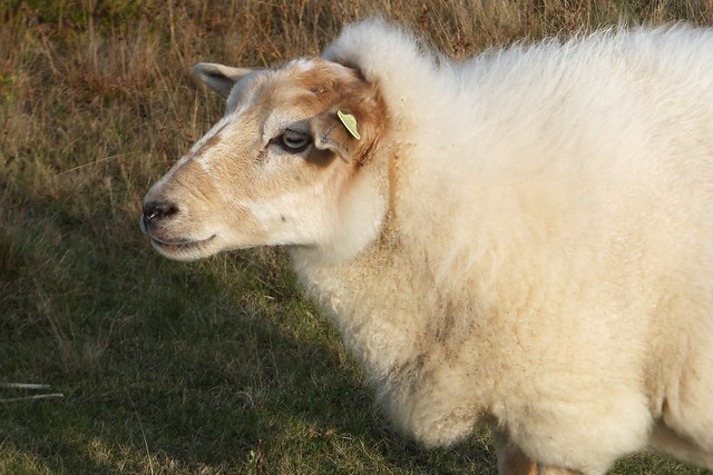 mixed sheep breeds