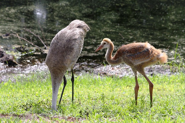 2014 Sandhill Crane Chick and Mama Cherry Doing the Ostrich Move