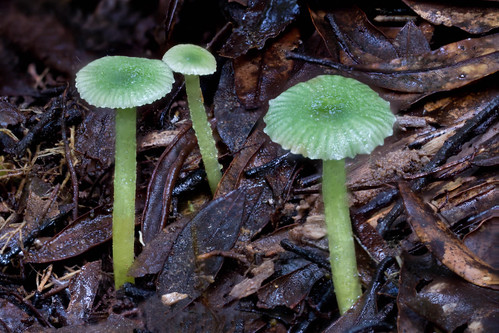 newzealand mushroom rotorua plateau fungi sp fungus nz mycena mamaku