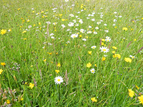 Wildflower meadow Valewood Park Haslemere to Midhurst