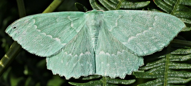 Large Emerald,Crowle NNR,Lincolnshire.