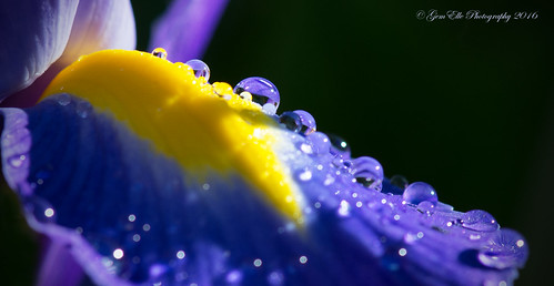 iris flower macro water rain yellow reflections prime beads droplets drops nikon purple petal bloom nikkor gemelle 105mm d610 gemelle1 gemellephotography