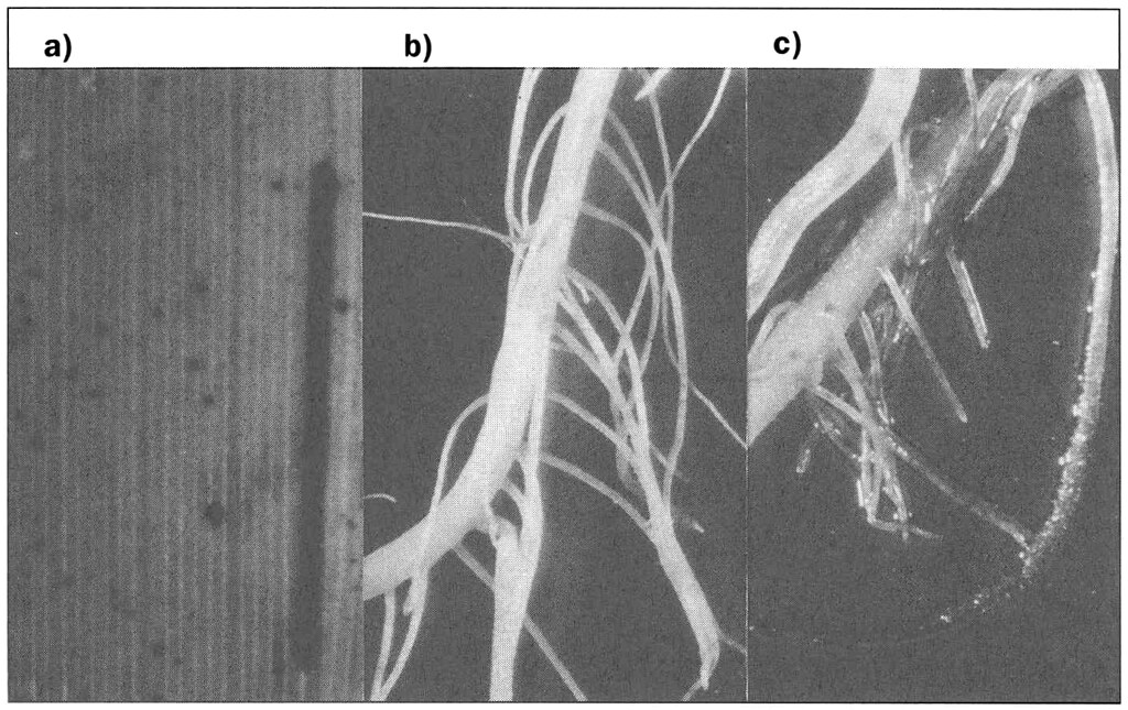 Migs Rice Rice Genetics III_p826 | Fig. 1. Silencing and reactivation … | Flickr