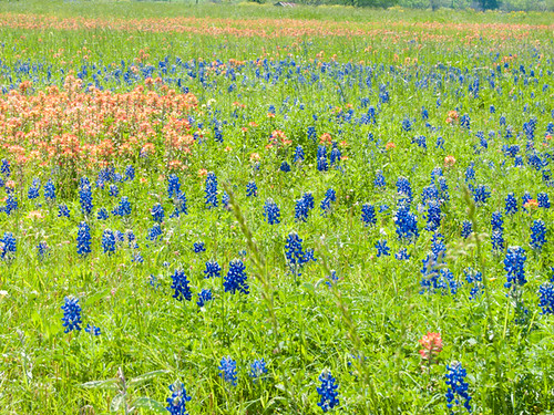landscape spring bluebonnet indianpaintbrush flowersplants