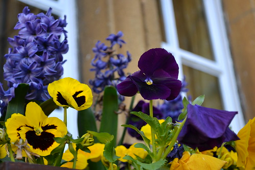 Window boxes with Hyacinths and Pansies