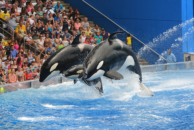 orcas 3741