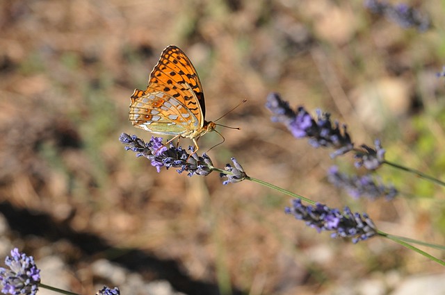 Papillon, 1