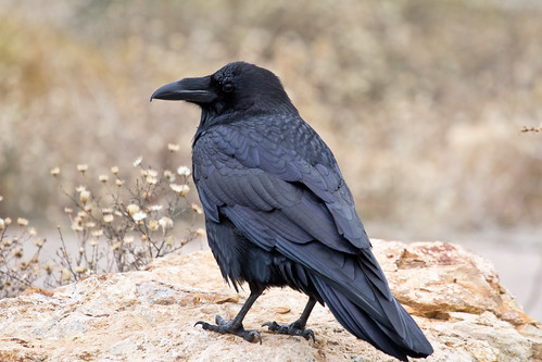 Common Raven