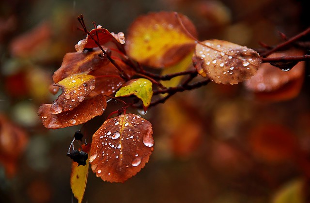 Raindrops Like Autumn Gems (Explore # 258 October 10 2012)
