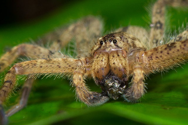 Huntsman spider close up, Sungai Kinabatangan.
