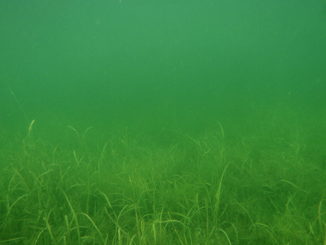 Underwater Grass Texture