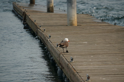 bird washington dock gull portangeles traveler awash heermansgull edizhook uwd2015