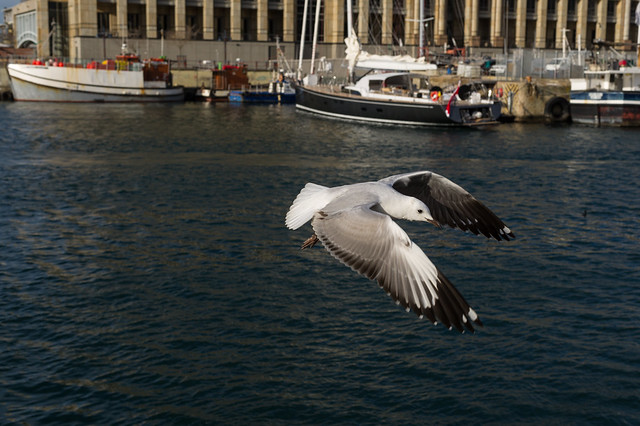 Gull at Cape Town Docklands