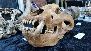 Fossiele Hyena schedel