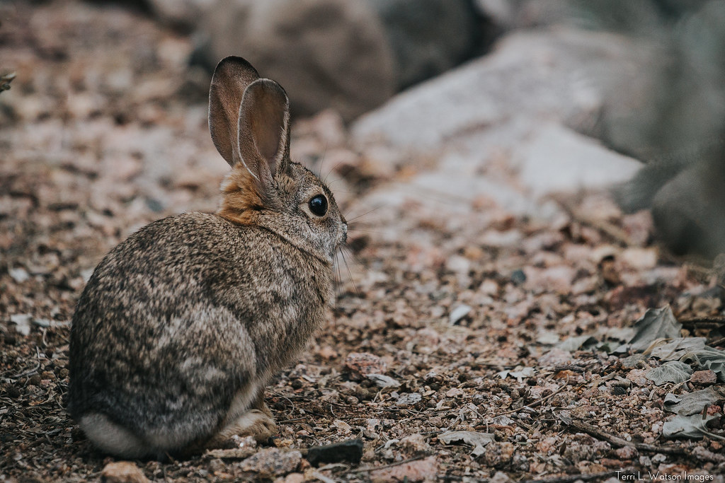 Flickr Rabbit Farm Rabbits | Flickr