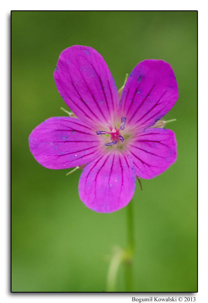 Geranium | Geranium sylvaticum | Bogumił Kowalski | Flickr