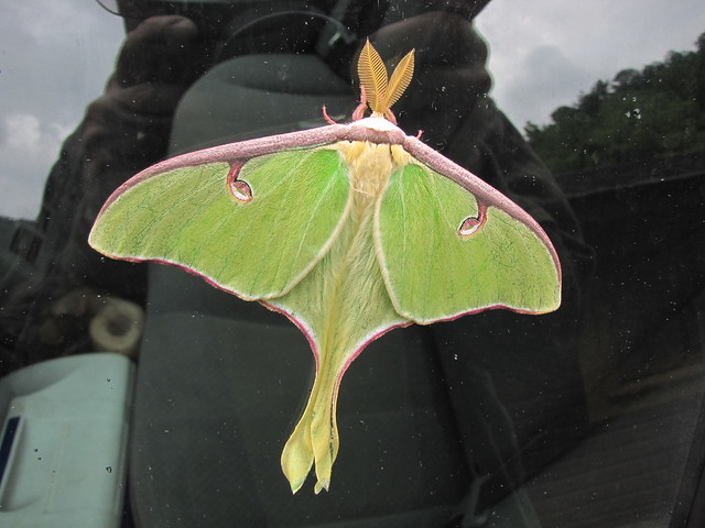 Luna moth on our car window