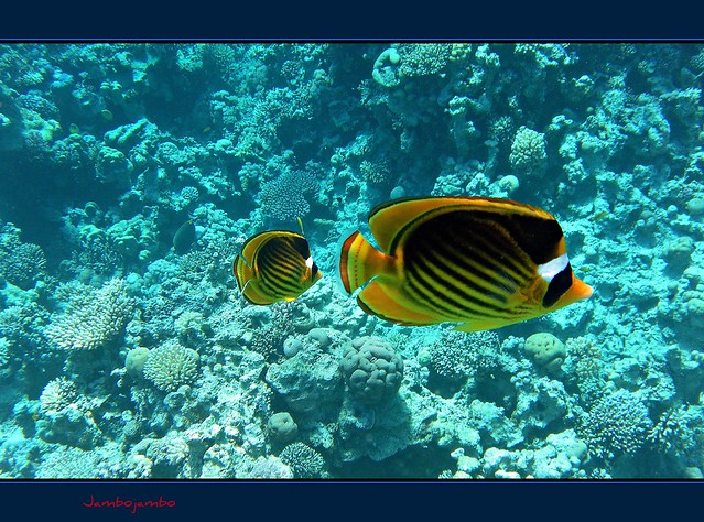 Giallo sotto il Mar Rosso - Yellow under the Red Sea (Explore 2012-03-23 #341)