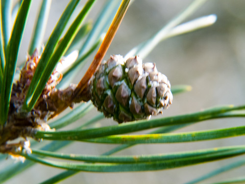 Developing cone