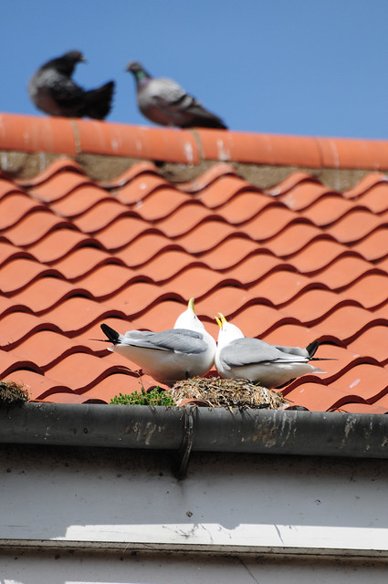 Kittiwakes (Rissa tridactyla) on Rooftop Nest in Scarborough