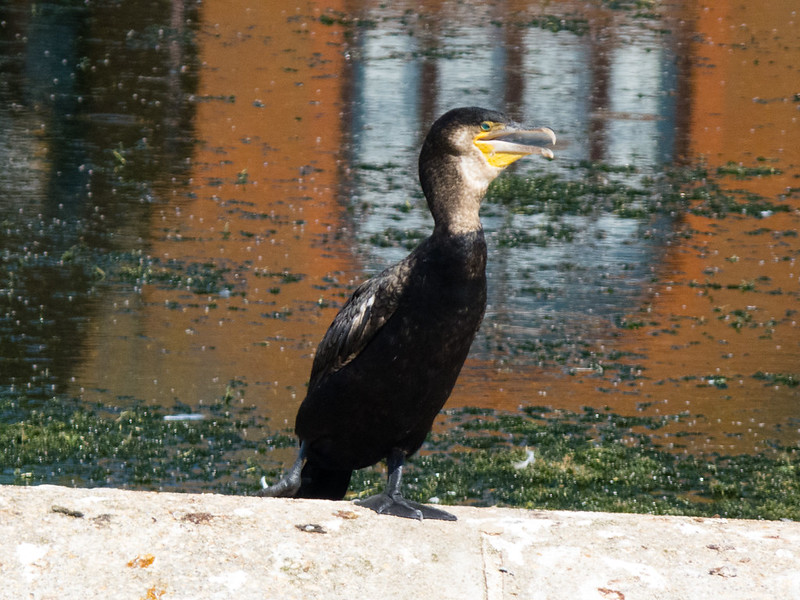 Cormorant, Exeter