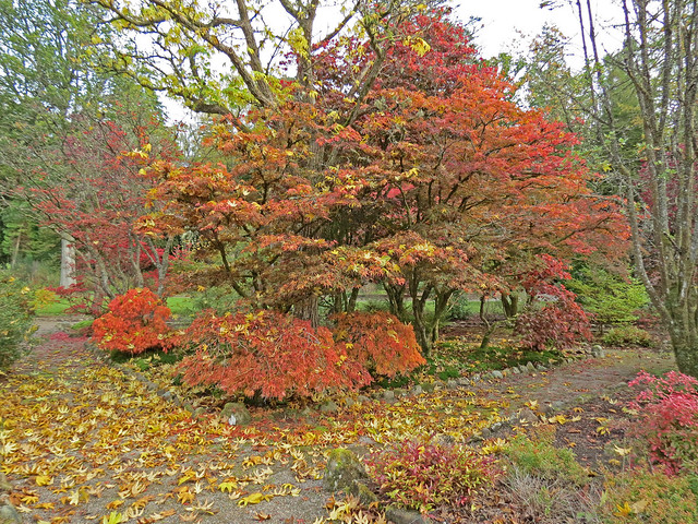 Autumn colours in Balloch Park, Scotland