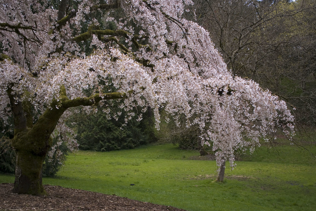 A cherry tree in full bloom in a secluded park in early spring. The blossoms appear to cascade from the tree on it various branches.