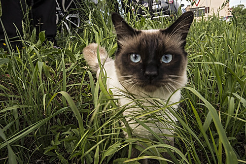 MICIO MIAO AOAO. | by FRANCO600D