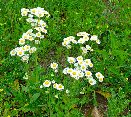 daisies nebraska parks erigeron floweringplants fleabane southsiouxcity crystalcovepark