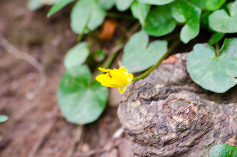Lesser celendine