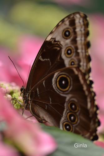 Butterfly on Hydrangea - Explore May 3, 2012 | by Ginla