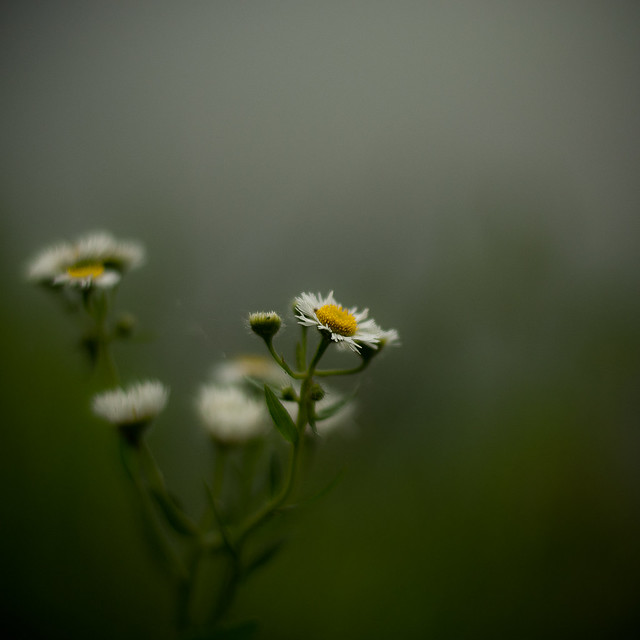 Summer Wildflowers 001
