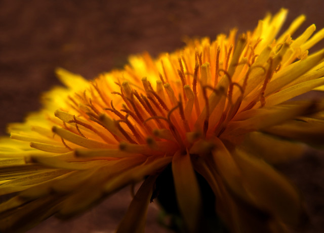 Yellow Beauty in Evening Backlight