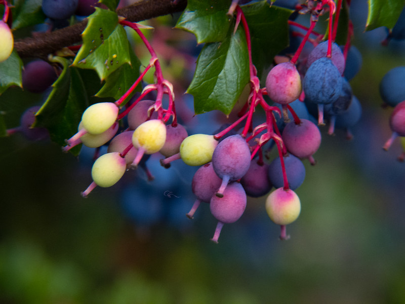 Ripening berberis berries