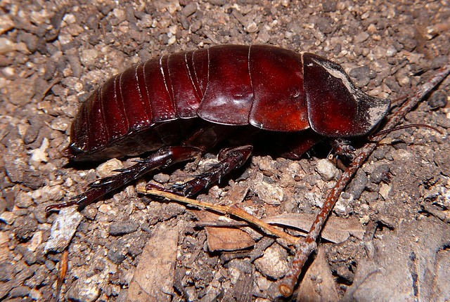 Giant Burrowing Cockroach Macropanesthia Rhinoceros SANOMA P1060362
