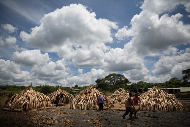 The pyres for Kenya's ivory burn-7584