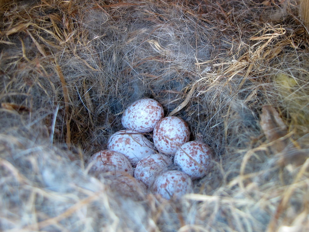 Chickadee Eggs