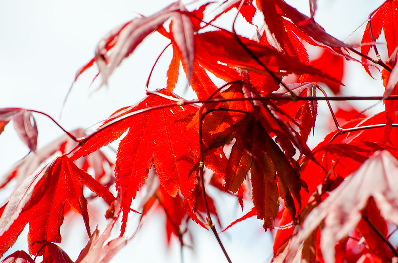 Backlit Japanese acer leaves