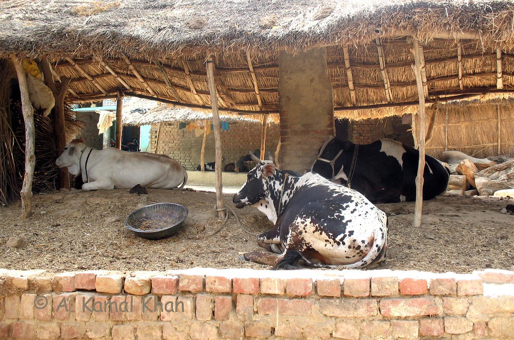 Village Animals | The village is called Dargah Sharif | Kamal Khan  abkamalkhan | Flickr