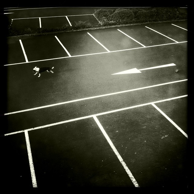 Dog and Car Park, Lewisham, July 2012